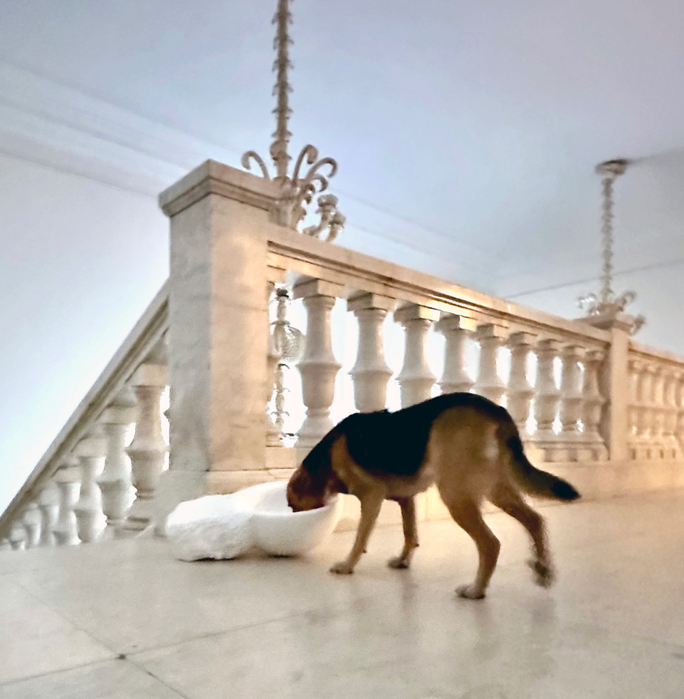 Lucynka i Pojemnik, Misa, Galeria Studio. Czekalska + Golec (2025)